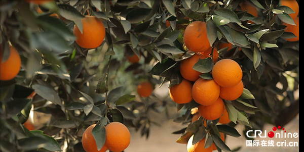 （果篮的十年变化）鲜橙贸易促进中埃经贸关系更为紧密 助力埃及农业发展