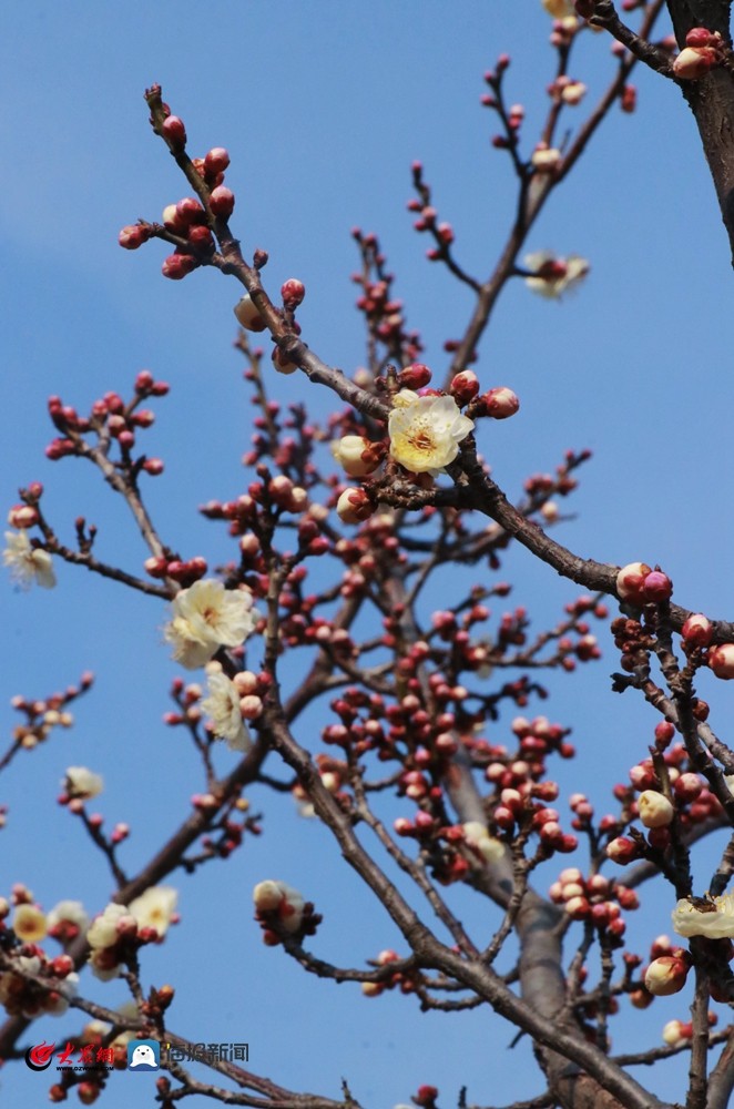 梅花树一年四季图片