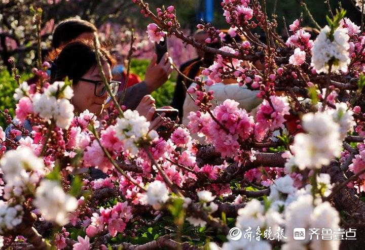 花团锦簇姹紫嫣红，济南最美碧桃园进入盛花期
