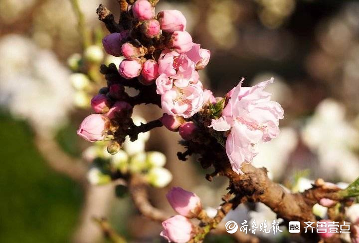 花团锦簇姹紫嫣红，济南最美碧桃园进入盛花期