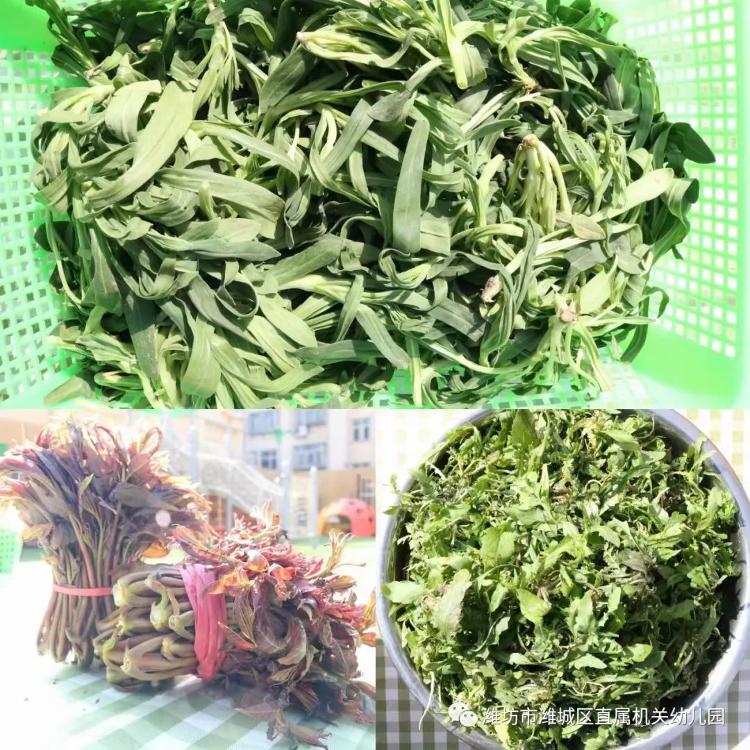 我和野菜的春天之约