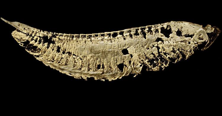 古生物学家从头修订5.2亿年前章氏麒麟虾相貌