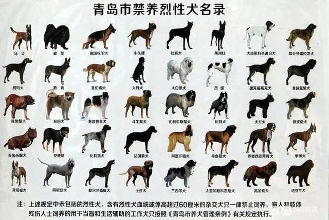 山东多市禁养罗威纳犬!突遇恶犬怎么办? 