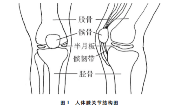 膝盖关节图结构图图片