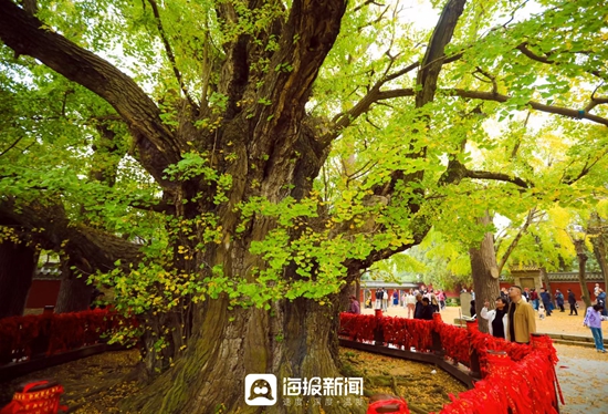 在山东日照市的莒县浮来山,有一棵被誉为 中国最美古银杏 的千年树