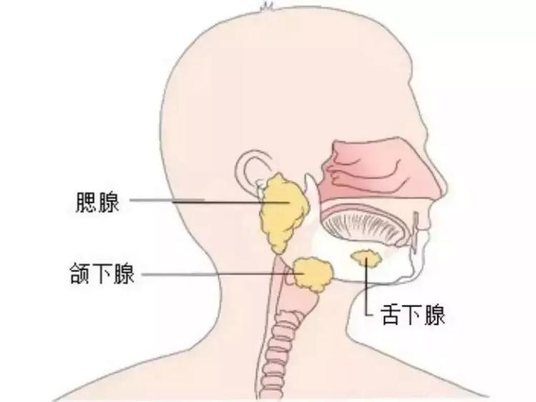 腮腺导管口图片
