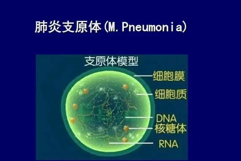 支原体是一种病原微生物