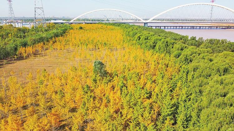 展现黄河之美凸显“鹊华城光” 济南描绘“黄河文化名城”新图景