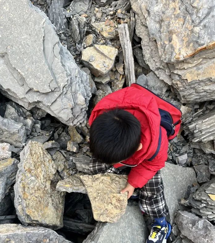 山东临沂5岁男孩爬山时发现化石？官方回应：在当地较为常见，若情况属实将予以保护