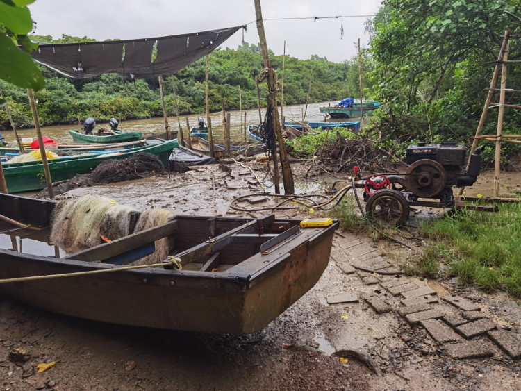 半岛官网保护区海滩被割裂、养殖尾水直排入林——海南部分地方红树林生存环境受威胁(图3)