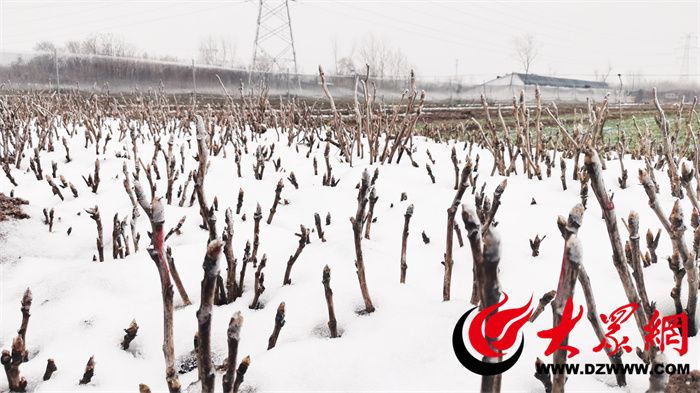 菏澤多舉措為牡丹抗寒增溫雨雪讓大田牡丹花開更嬌豔