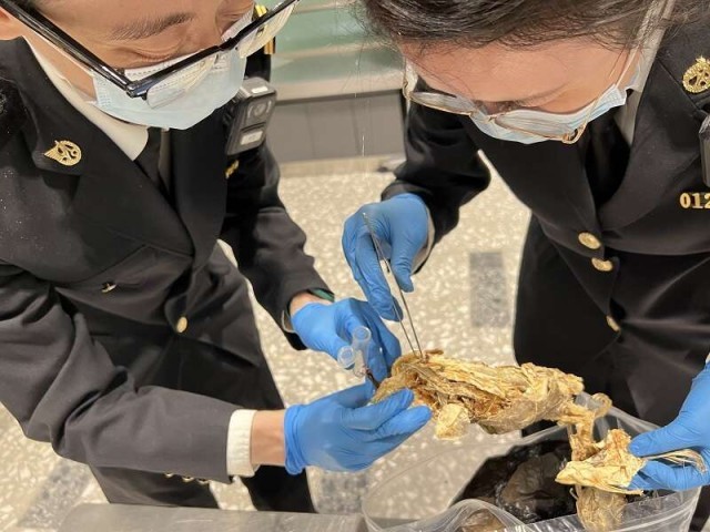 北京大兴机场海关在进境旅客携带鱼干中查获活体昆虫160只