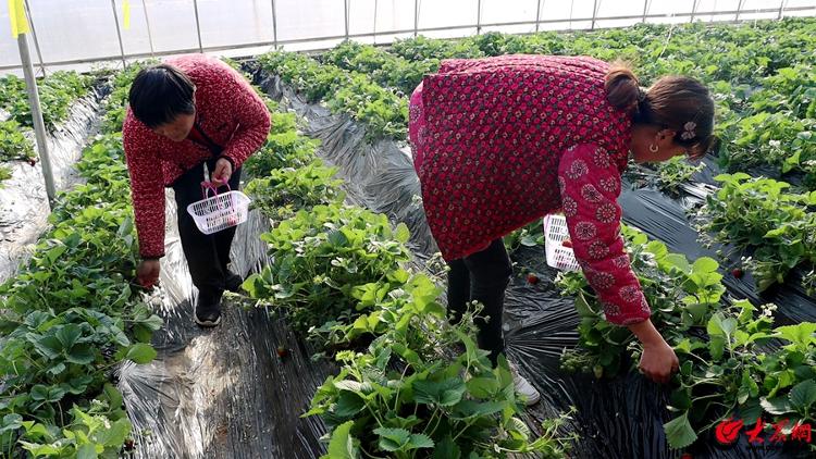 崮乡有好戏邀您过大年打造生态农业综合基地漠河农场采摘活动即将“上新”(图4)