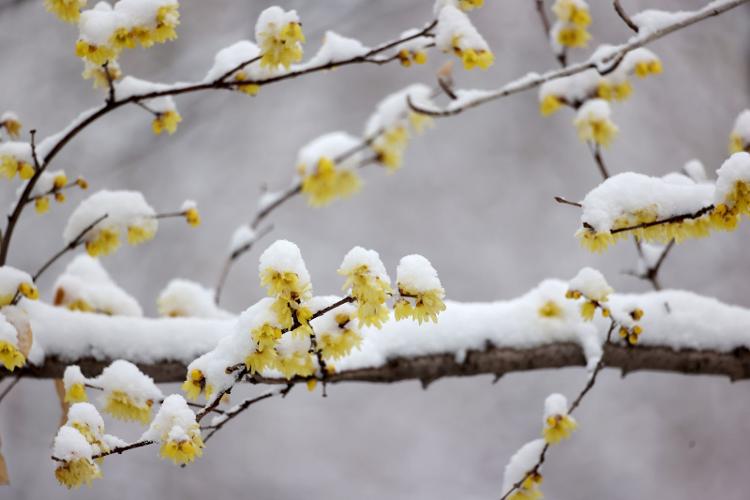 腊梅雪景图片大全图片