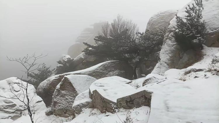 崂山耐冬降雪图片图片