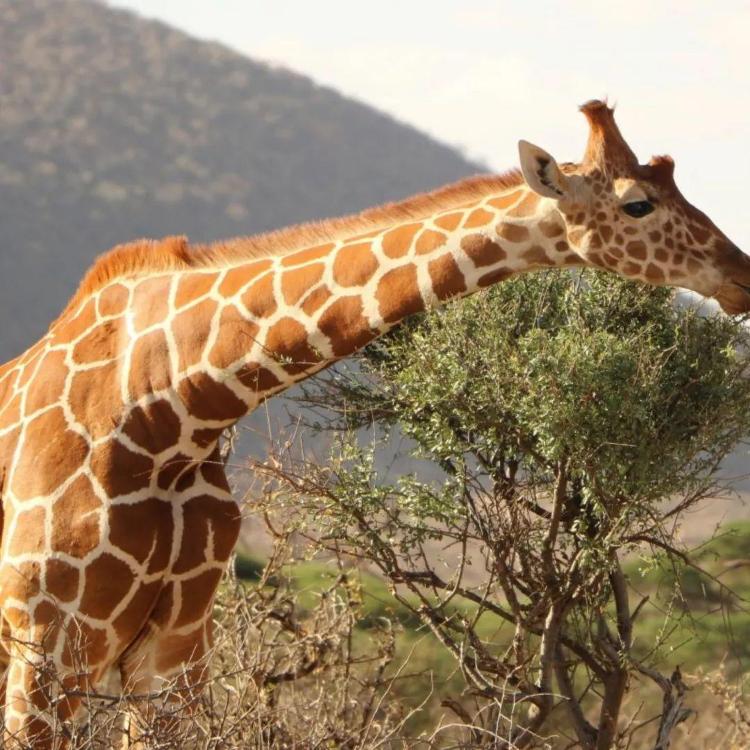 苍山宝山前野生动物园图片