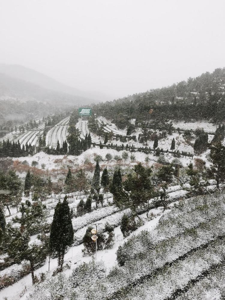 北方海岸冰雪淬鍊瀏園春有機茶莊園邀您賞茶園雪景