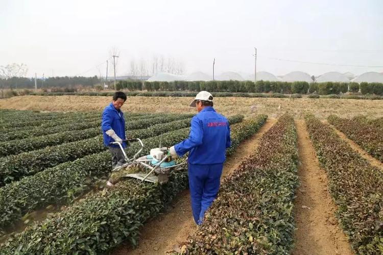 3.淺耕施肥.受凍茶樹修剪後應加強肥水管理,增施早春催芽肥.