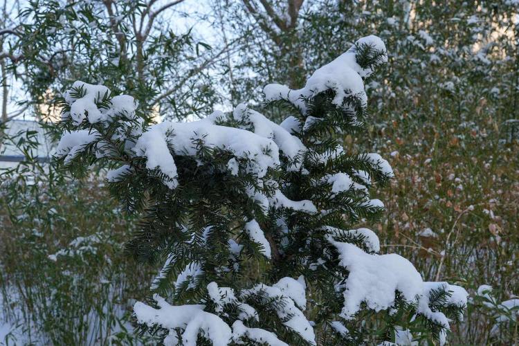 雪后松树图片大全图片