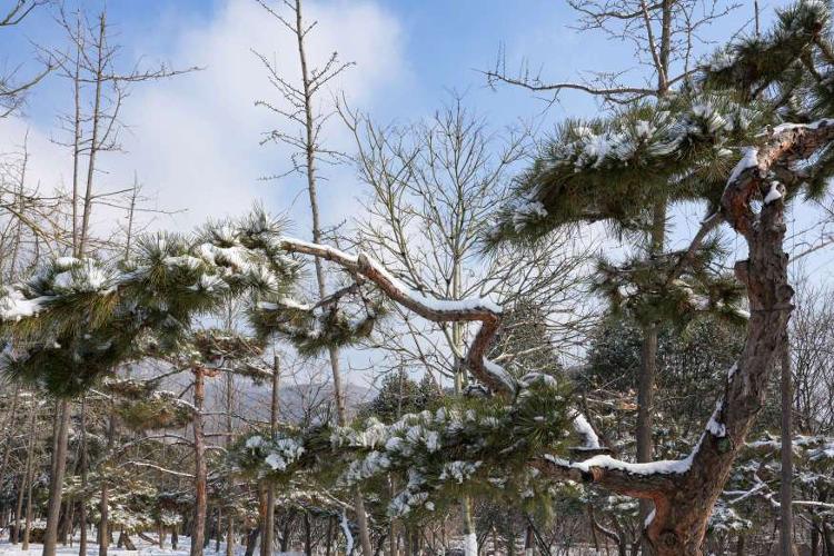 雪后松树图片大全图片