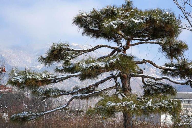 雪后松树图片大全图片