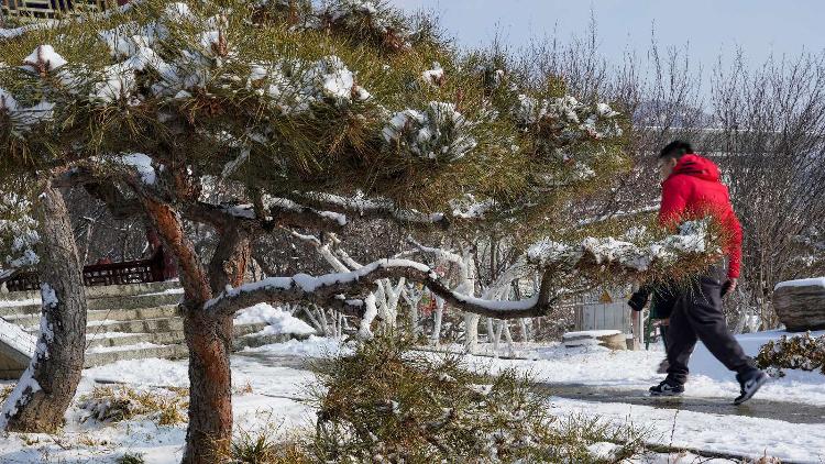 雪后松树图片大全图片