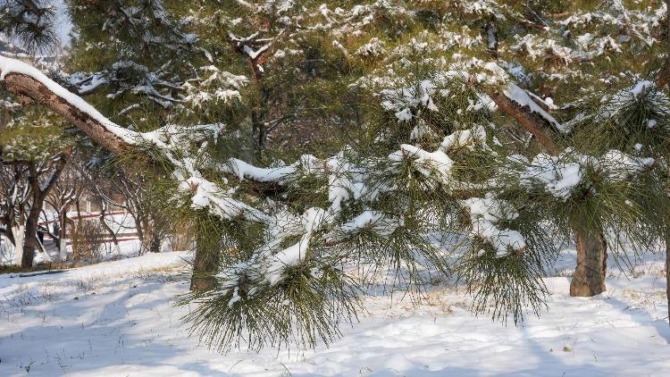 雪后松树图片大全图片