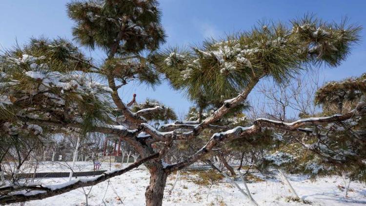 雪后松树图片大全图片