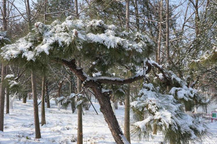 雪后松树图片大全图片