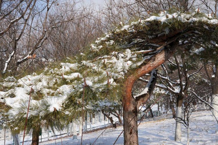 雪后松树图片大全图片