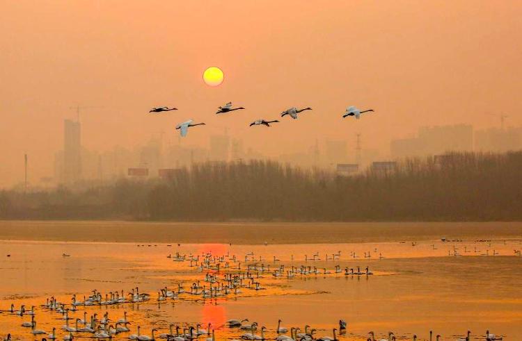 三门峡天鹅湖照片图片