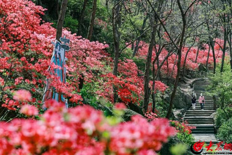 青岛大珠山景区万亩杜鹃即将进入赏花期!