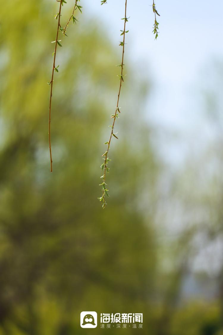 春风又绿 柳树发芽吐新绿