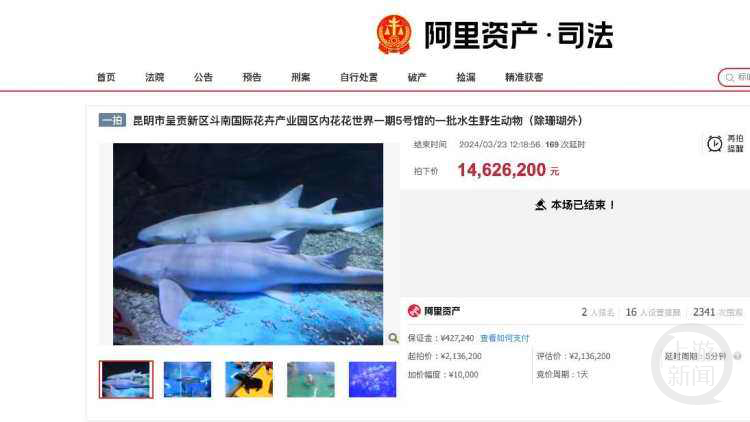 170次竞价！白鲸、企鹅、鲨鱼等一批海洋动物执法拍出1462万余元
