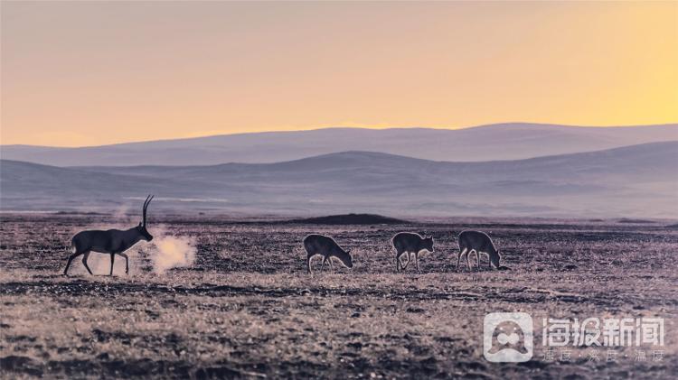 景深丨 神奇的藏羚羊迁徙