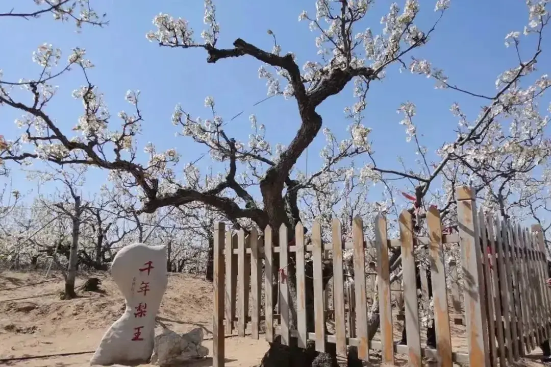 贵德梨花节图片