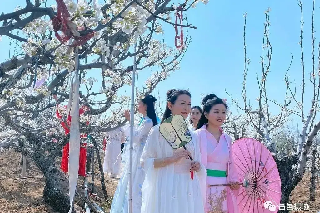 昌邑梨花节2021图片