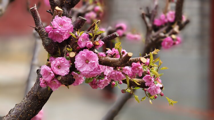 春季花繁色艳的榆叶梅