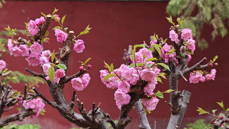 榆叶梅图片樱花图片