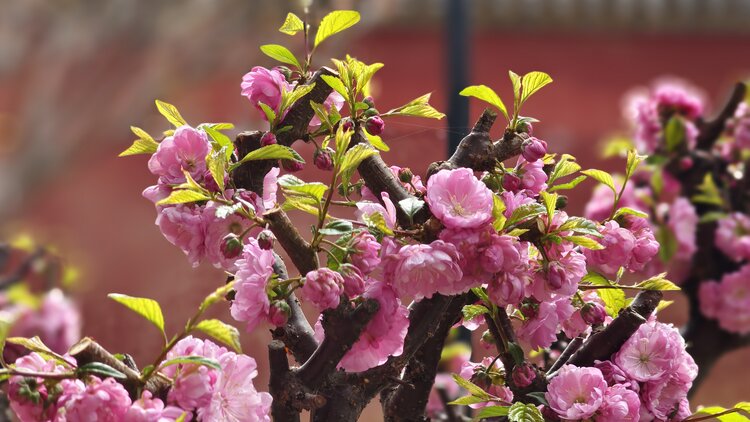 春季花繁色艳的榆叶梅