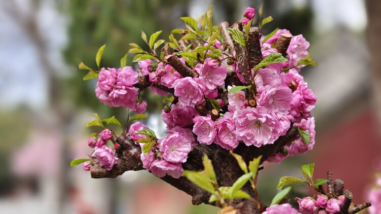 春季花繁色艳的榆叶梅