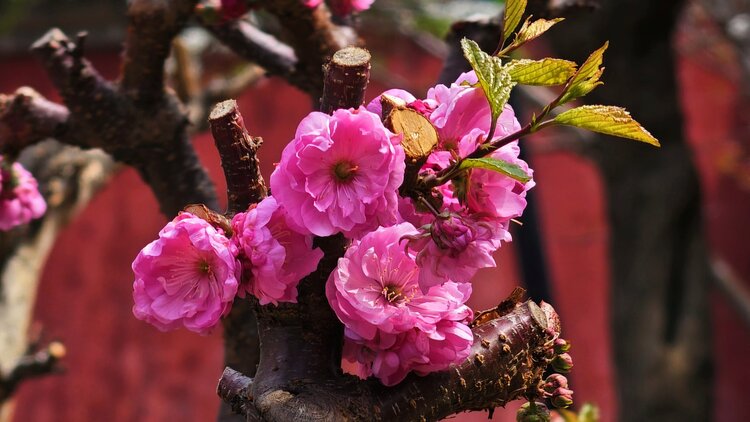 春季花繁色艳的榆叶梅