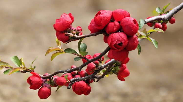 花梨木瓜海棠图片