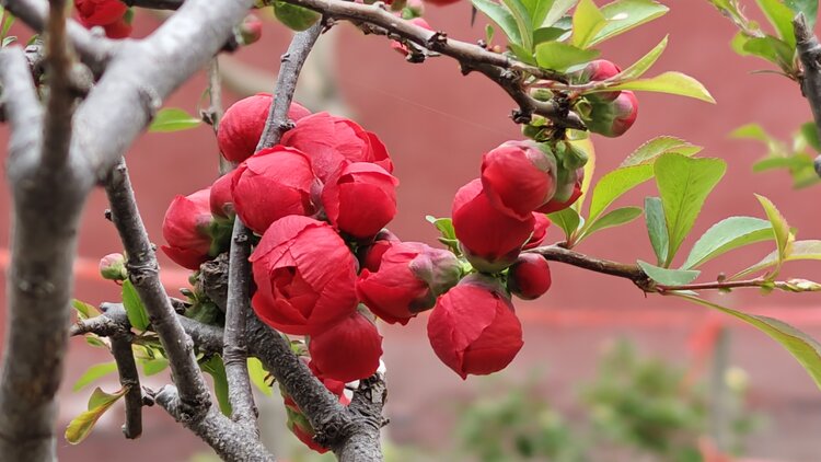 花梨木瓜海棠图片