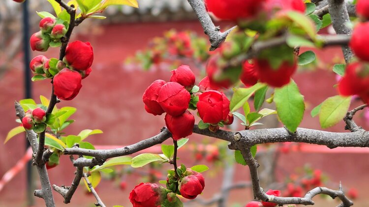 花梨木瓜海棠图片