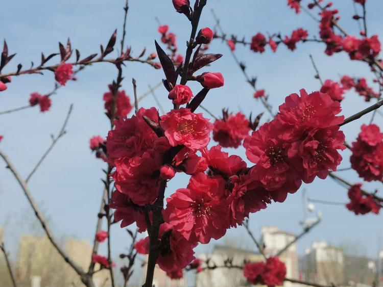 济南凤凰路花海图片