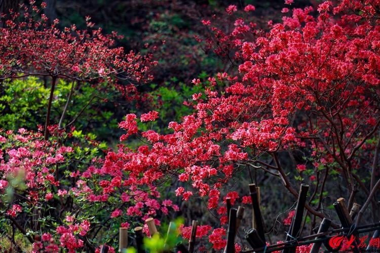 大珠山花期图片