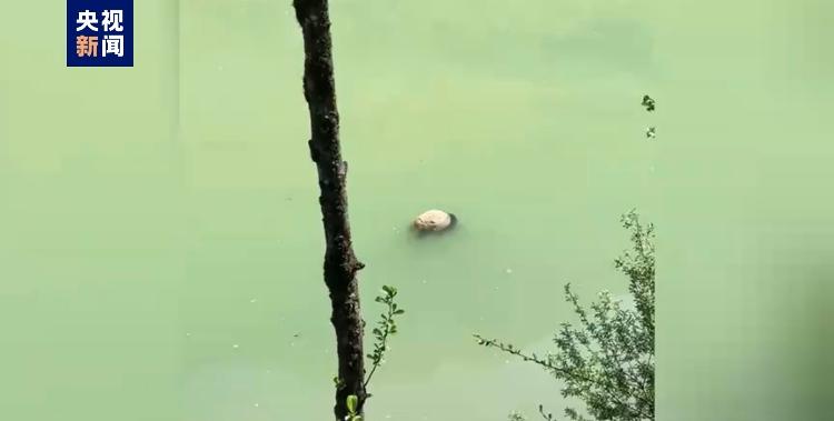 官方回应在河道发现疑似幼年大熊猫尸体：正核查