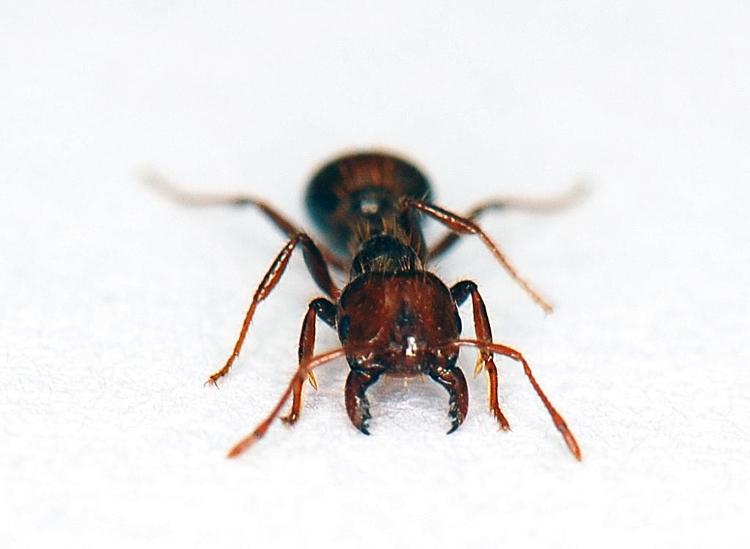 7年新入侵344个县市区，红火蚁为甚么难防？