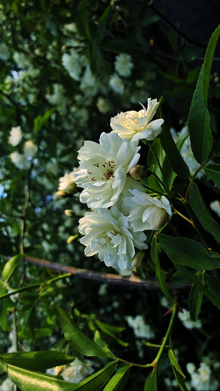 木香花百科图片